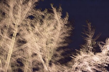 Moving branches in the night in a forest. Hungary. Flash photography.の写真素材