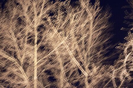 Moving branches in the night in a forest. Hungary. Flash photography.の写真素材