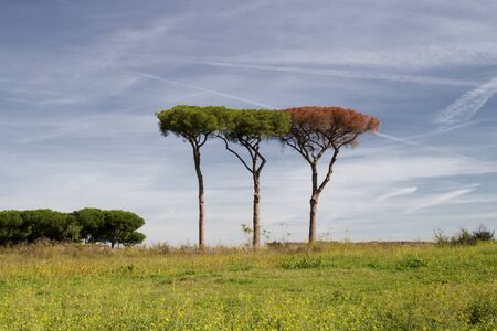 Trees in Appian Way Regional Park, Rome, Italy.の写真素材