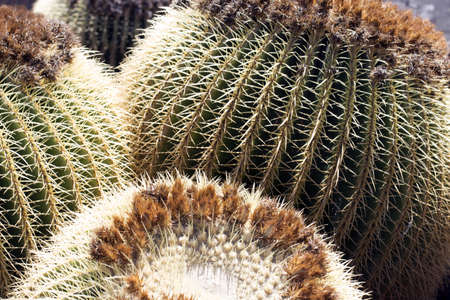 Cactus garden, Lanzarote, Canary Islands, Spain.
