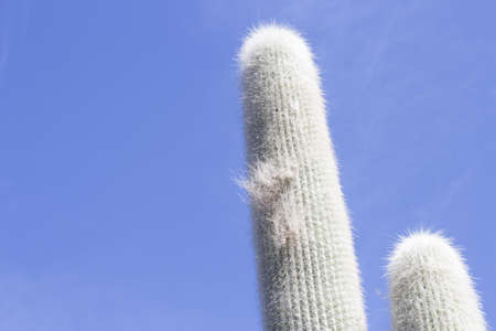 Cactus garden, Lanzarote, Canary Islands, Spain.