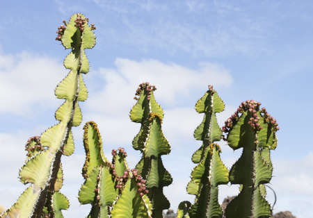 Cactus garden, Lanzarote, Canary Islands, Spain.の写真素材