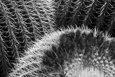 Cactus garden, black and white photography, Lanzarote, Canary Islands, Spain.の写真素材