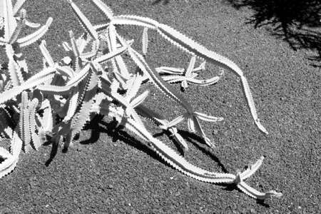 Cactus garden, black and white photography, Lanzarote, Canary Islands, Spain.の写真素材