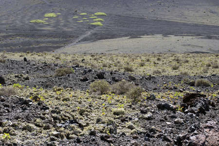 View of La Geria vineyard on black volcanic ground .Scenic landscape Lanzarote. Canary Islands. Spainの写真素材