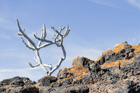 Tree in volcanic landscape in Lanzarote, Canary Islands, Spainの写真素材