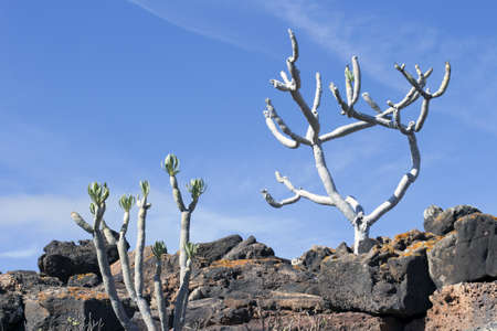 Tree in volcanic landscape in Lanzarote, Canary Islands, Spainの写真素材