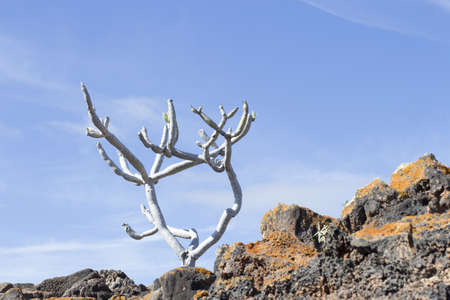 Tree in volcanic landscape in Lanzarote, Canary Islands, Spainの写真素材