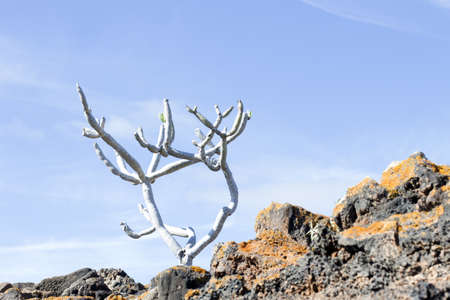 Tree in volcanic landscape in Lanzarote, Canary Islands, Spainの写真素材