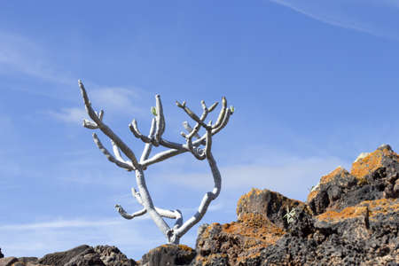 Tree in volcanic landscape in Lanzarote, Canary Islands, Spainの写真素材