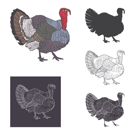 Turkey vector illustration. Silhouette, outline, color image.のイラスト素材