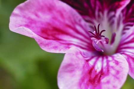 geranium macroの写真素材