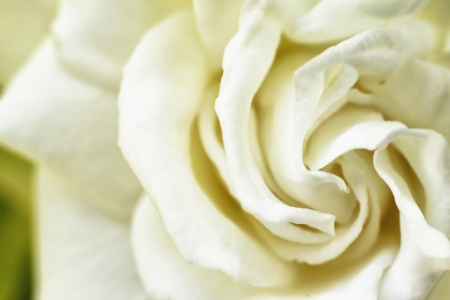 rose macroの写真素材