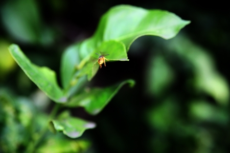 bee flightの写真素材