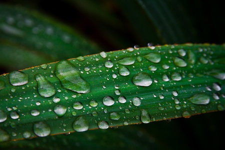 Gocce di pioggia su fili di erba - rain drops over grass