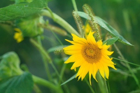 sunflowerの写真素材