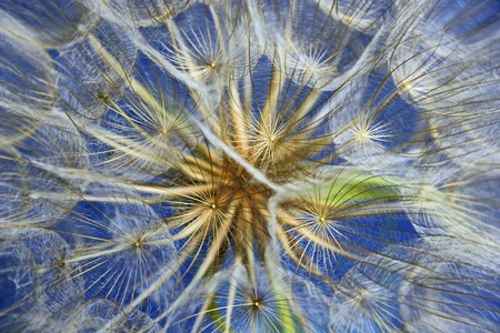 dandelionの写真素材