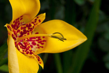 Yellow lily a close up a pestle and stamens on a green backgroundの写真素材