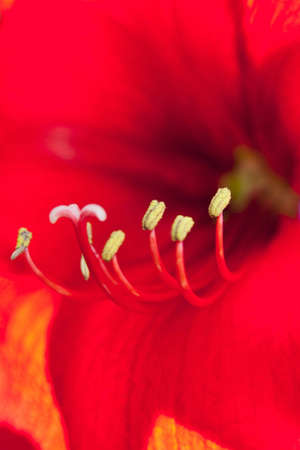 Red lily a close up a pestle and stamensの写真素材