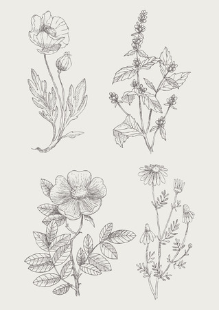 Vintage botanical illustration flowers setのイラスト素材