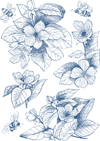 Botanical detailed illustration set in blue tone. Engraving style. Hand drawing illustration. Vector. Flowers of apple treeのイラスト素材