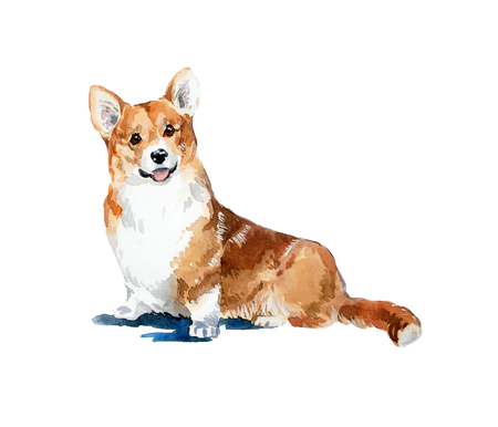 Watercolor hand-drawn bright-colored welsh corgi card. Animal watercolor conceptの写真素材
