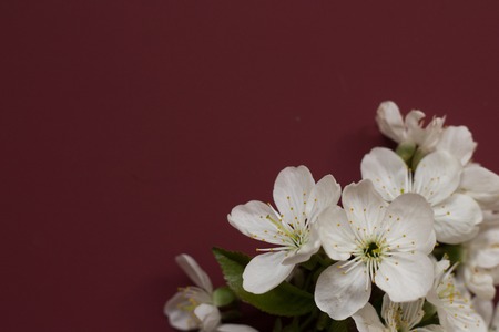 Spring blossoming flower on the dark red background. Space for textの写真素材