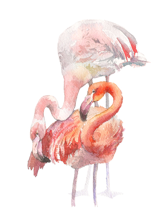 Two flamingo isolated on white background. Watercolor hand drawn illustration. Rastra.の写真素材
