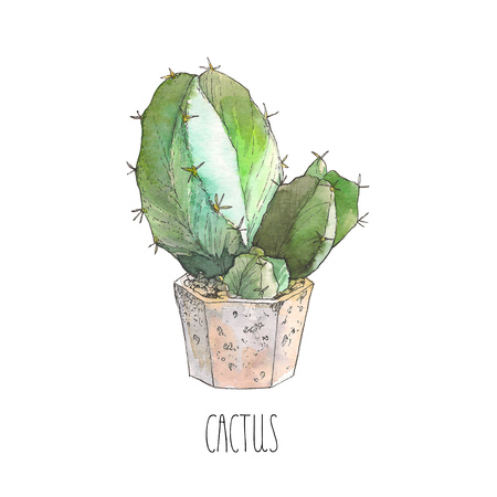 Watercolor botanical illustration cactus in a pot, isolated object, tropicsの写真素材