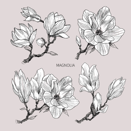 Ink, pencil, the leaves and flowers of Magnolia isolate. Line art transparent background. Hand drawn nature painting. Freehand sketching illustration.のイラスト素材