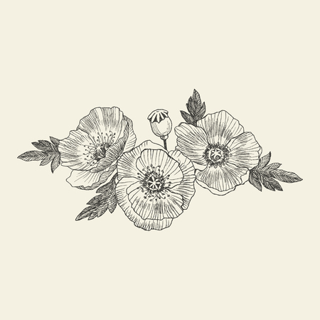 California poppy flowers drawn and sketch with line-art.のイラスト素材