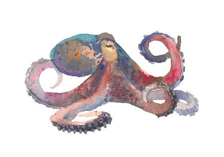 Octopus. Hand drawn illustration in watercolor style isolated on white backgroundの写真素材