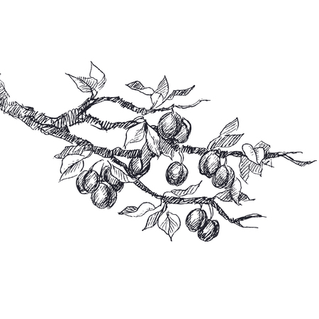 Botanical illustration of highly detailed hand drawn plums.のイラスト素材