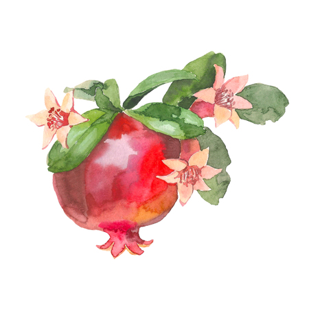 Hand drawn pomegranate, Watercolor painting on white background, Aquarelle illustration For Food Design.の写真素材