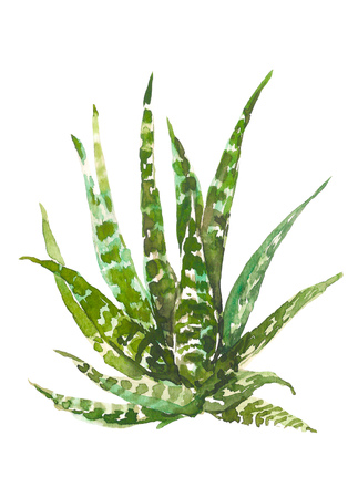 Watercolor hand drawn cactus, succulent isolated on white background. Vintage watercolor botanical illustration for textile, print, invitation, party. Tropical concept.の写真素材