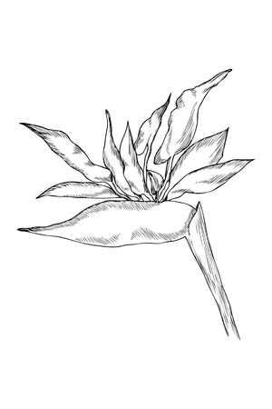Graphic strelitzia flower. Vector exotic leaves and flowers isolated on white background. Coloring book page for adults and kids. Hand drawn styleのイラスト素材