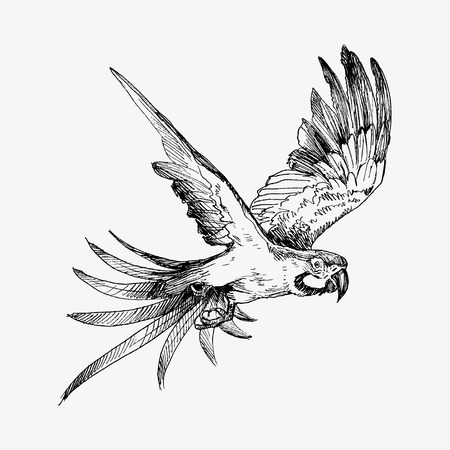 Parrot vintage engraved illustration. Hand drawn, sketch styleのイラスト素材
