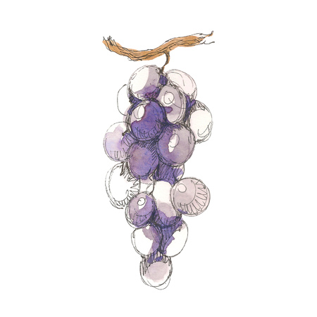 Watercolor grape fruit whole closeup isolated on white background. Hand drawing sketch style. Tropical fruitの写真素材
