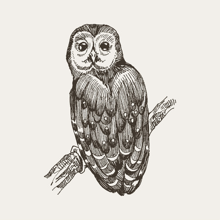 Vector hand drawn ink pen illustration. Owl sitting on a tree stump. Flower decoration in the corner. One color design. Isolated image. Sketch artworkの写真素材