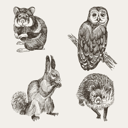 Collection of forest mammal. Vintage sketch illustration in retro styleのイラスト素材