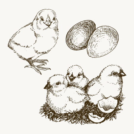 Chick, chickens, hand drawn chicken, chicken farm vector illustration sketchのイラスト素材
