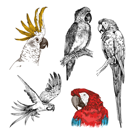 Parrot vintage engraved collection. Hand drawn, sketch styleのイラスト素材