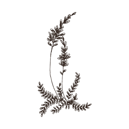Vector floral objects. Herbs and wild flowers. Botanical Illustration engraving style.のイラスト素材