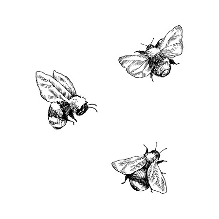 Bumblebee set. Hand drawn vector illustration. Vector drawing of tree honeybee. Hand drawn insect sketch isolated on white. Engraving style bumble bee illustrations.のイラスト素材