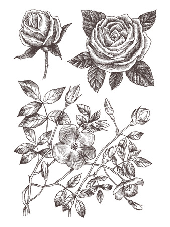 Blooming flower. Set collection. Hand drawn botanical blossom branches on white background. Vector illustration.のイラスト素材