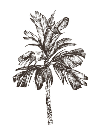 Vector Illustration of palm tree sketch for design, website, background, banner. Hand Drawing floral on beach. Travel and vacation ink element template. Isolated on whiteのイラスト素材