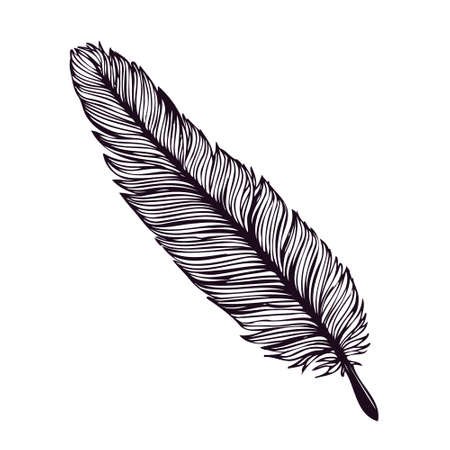 Hand drawn feather isolated on white background.のイラスト素材
