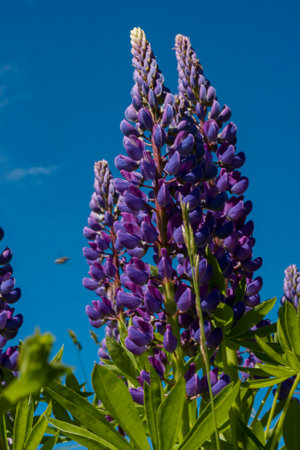 purple lupinus field close upの写真素材