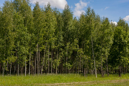 birch forest wood on sunny day