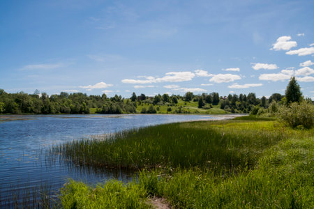 green summer forest with river view